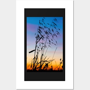 Wild Oat Sunset Silhouette Posters and Art